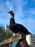 2x barbarie eenden, Mâle, Canard