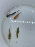 4 koi uit aquarium 5 tal cm, Dieren en Toebehoren, Vissen | Aquariumvissen, Vis, Zoetwatervis, Schoolvis