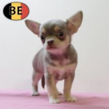 Zachte Chihuahua-puppy’s te koop beschikbaar voor biedingen