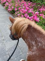 Lieve knappe Schetlander, Gechipt, Ruin, Zadelmak, A pony (tot 1.17m)