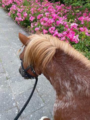 Lieve knappe Schetlander, Vermifugé, 11 ans ou plus, Hongre, Débourré