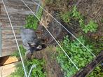 Blauwschimmel black and tan, Dieren en Toebehoren