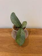 Hoya Carnosa Nova Ghost, Huis en Inrichting, Ophalen of Verzenden