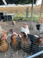 Legkippen, Dieren en Toebehoren, Pluimvee, Vrouwelijk, Kip