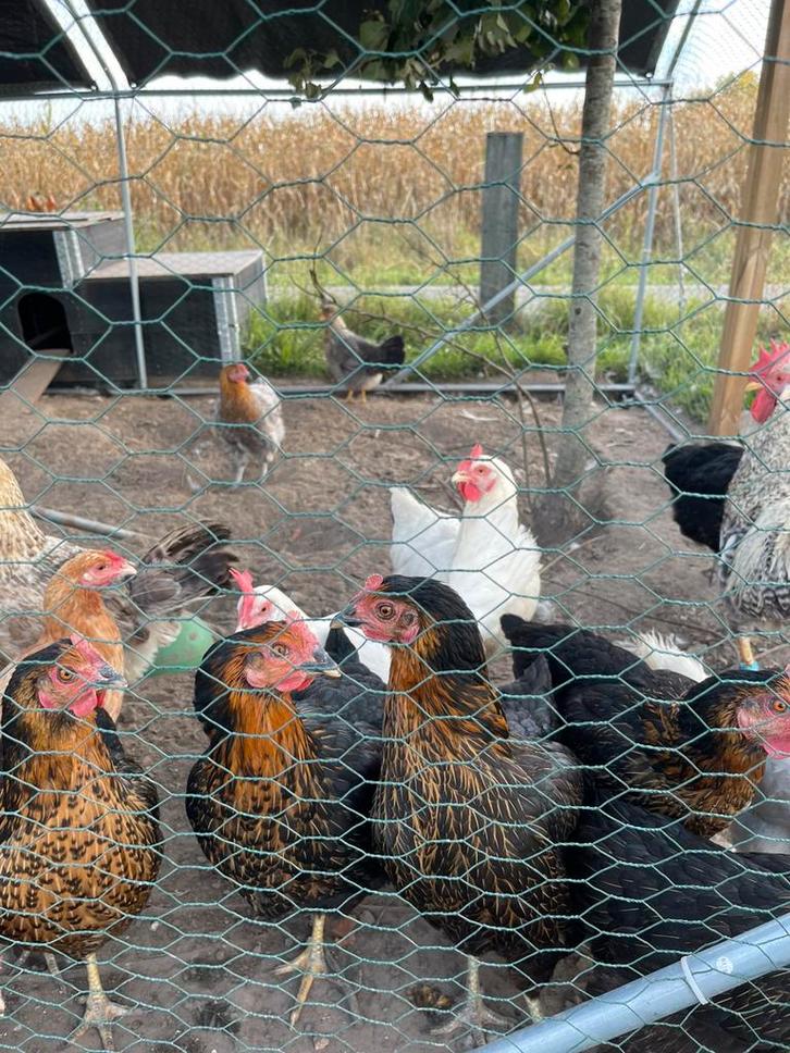 Legkippen, Dieren en Toebehoren, Pluimvee, Kip, Vrouwelijk