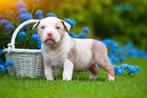 EXCLUSIEVE AMERICAN BULLY PUPS, Dieren en Toebehoren, Honden | Bulldogs, Pinschers en Molossers, België, Overige rassen, 8 tot 15 weken