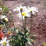 margriet vaste plant, Tuin en Terras, Planten | Tuinplanten, Ophalen, Zomer, Vaste plant