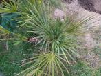 Plant, Ophalen