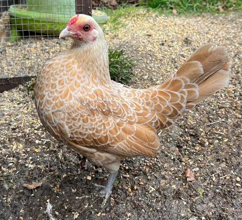Sebright broedeieren, Dieren en Toebehoren, Pluimvee, Kip, Geslacht onbekend