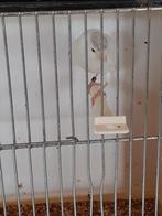 Witte kanarieman van 2025, Dieren en Toebehoren, Mannelijk, Kleurkanarie