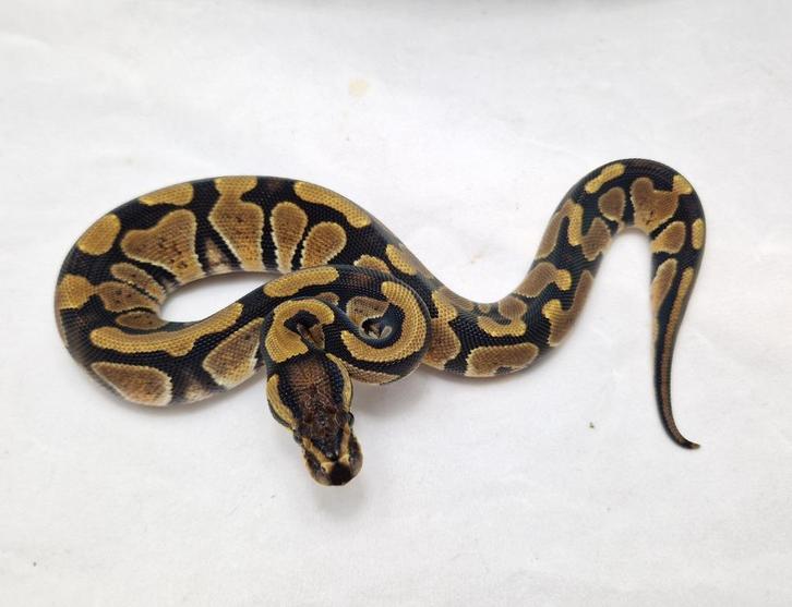 koningspython dbl het Clown Dg vrouw, Dieren en Toebehoren, Reptielen en Amfibieën, Slang, 0 tot 2 jaar, Tam