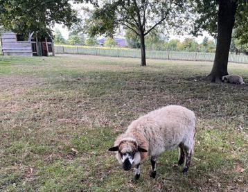 Verschillende rammen .mengeling van voskop en zwitserse Ram, Mouton, 0 à 2 ans