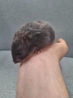 Jonge goudhamsters, handtam, verschillende kleurtjes, Dieren en Toebehoren, Knaagdieren, Oktober, Hamster, Tam