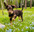 Honden opvang in de regio Genk, Dieren en Toebehoren, Ophalen, Nieuw
