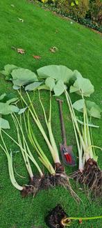 Colocasia Jack Giant, Enlèvement ou Envoi, Autres espèces