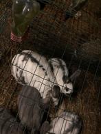 Vlaamse reus voedster, Dieren en Toebehoren, Konijnen