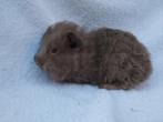 Cavia beertje te koop, Dieren en Toebehoren, Knaagdieren, Mannelijk, Cavia, Tam