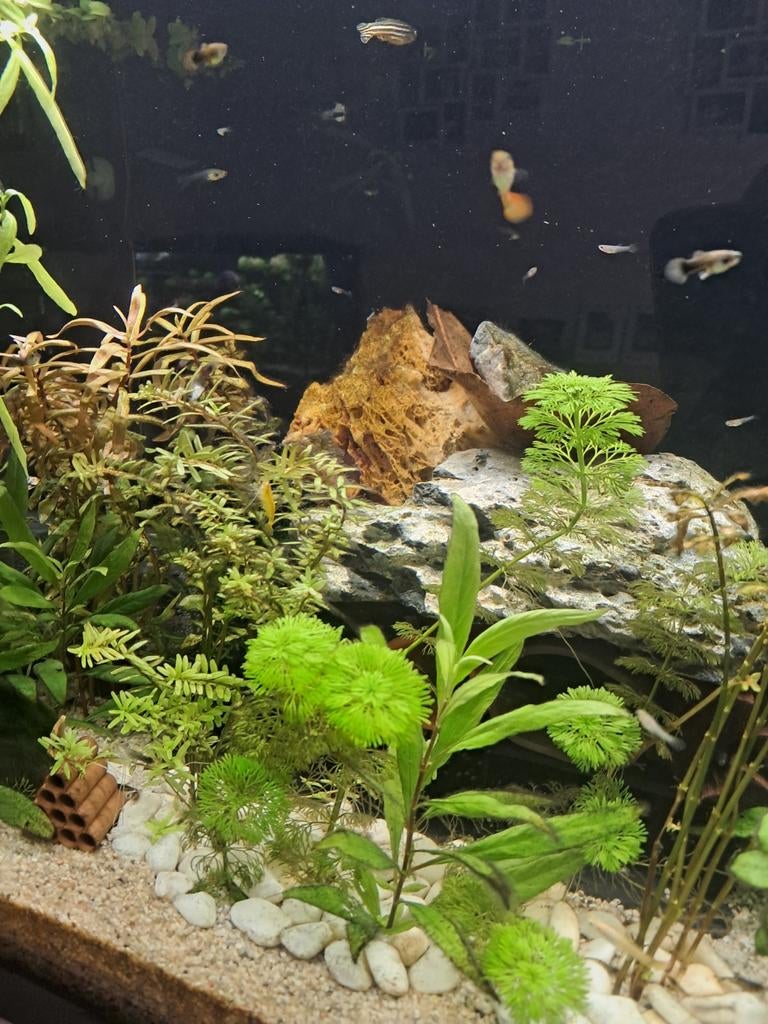 Jonge guppys, platy's en black mollies te koop