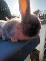 Schattige baby konijntjes, Plusieurs animaux, Petit, 0 à 2 ans