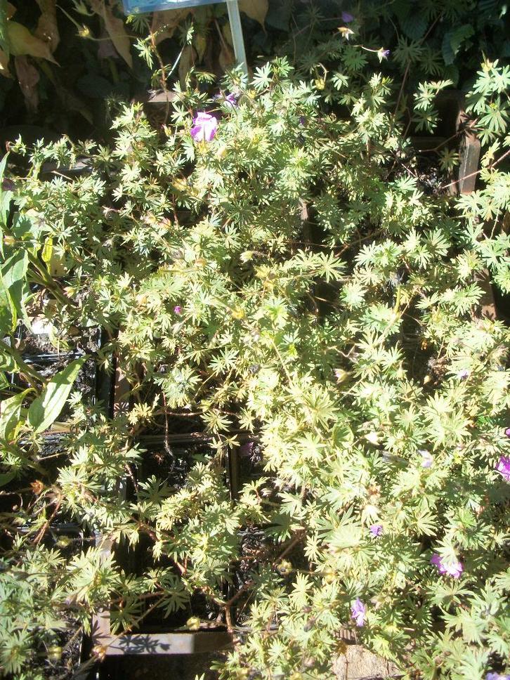 Geranium sanguineum 'John Elsley' en andere, Tuin en Terras, Planten | Tuinplanten, Vaste plant, Overige soorten, Volle zon, Zomer