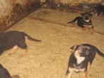 Duitse herder pups, Dieren en Toebehoren, Honden | Herdershonden en Veedrijvers, België, Fokker | Hobbymatig, 8 tot 15 weken, Parvo