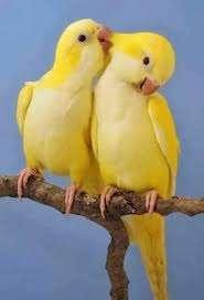 GEZOCHT Koppel Monniksparkieten, Animaux & Accessoires, Oiseaux | Perruches & Perroquets, Perruche, Plusieurs animaux, Bagué