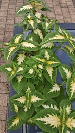 Siernetel coleus, Maison & Meubles, Enlèvement