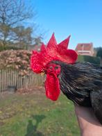 DARUMA CHABO KOPPEL, Dieren en Toebehoren, Pluimvee