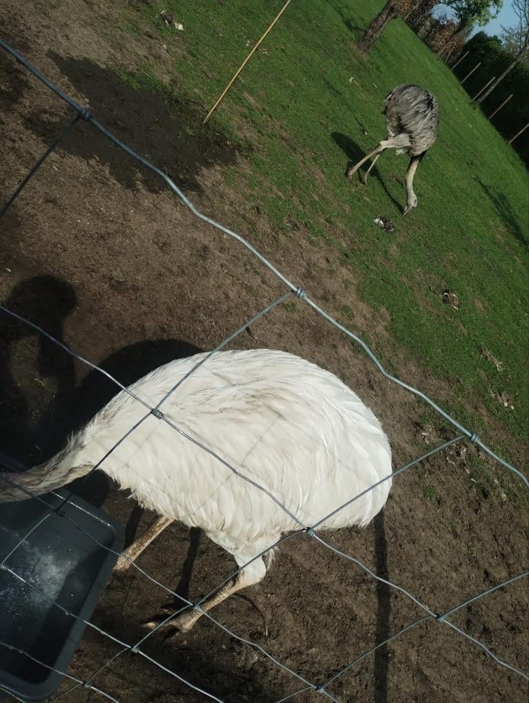 Koppel nandoes bijna 2 jaar oud, Dieren en Toebehoren, Meerdere dieren, Overige soorten