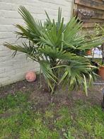 Trachycarpus fortunei, Enlèvement, Plein soleil, Palmier, 100 à 250 cm