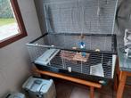 Cavia of konijnenhok 50 euro, Moins de 60 cm, Cage, Cobaye, Enlèvement