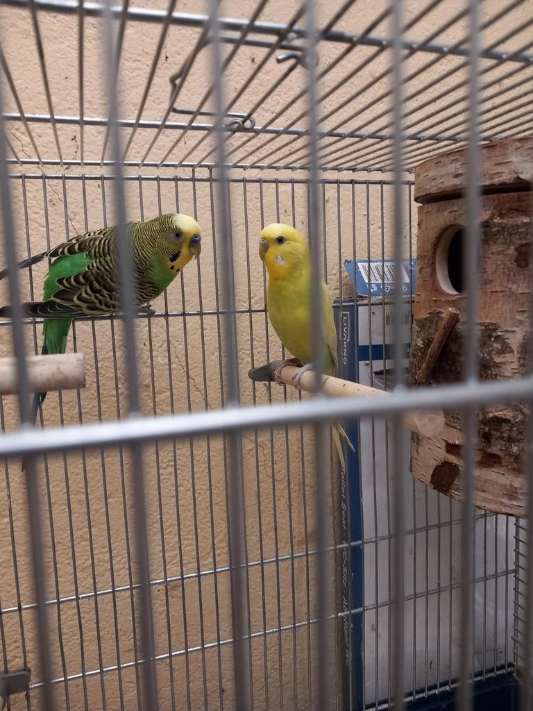 1 koppel grasparkieten, Dieren en Toebehoren, Vogels | Parkieten en Papegaaien