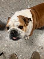 Te koop buldog engelse, Animaux & Accessoires, Hépatite contagieuse (maladie de Rubarth), Chienne, Belgique, 6 ans ou plus