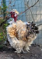 Kriel haantjes, Dieren en Toebehoren, Mannelijk, Kip