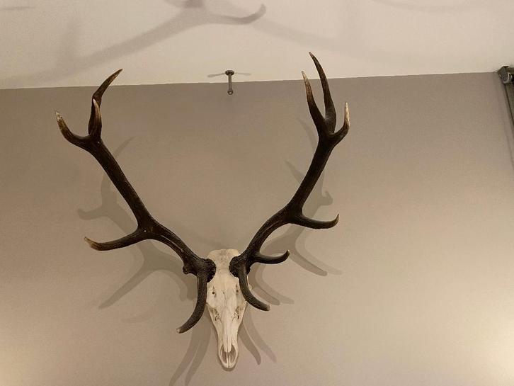 Hertengewei, Huis en Inrichting, Woonaccessoires | Wanddecoraties, Zo goed als nieuw, Ophalen