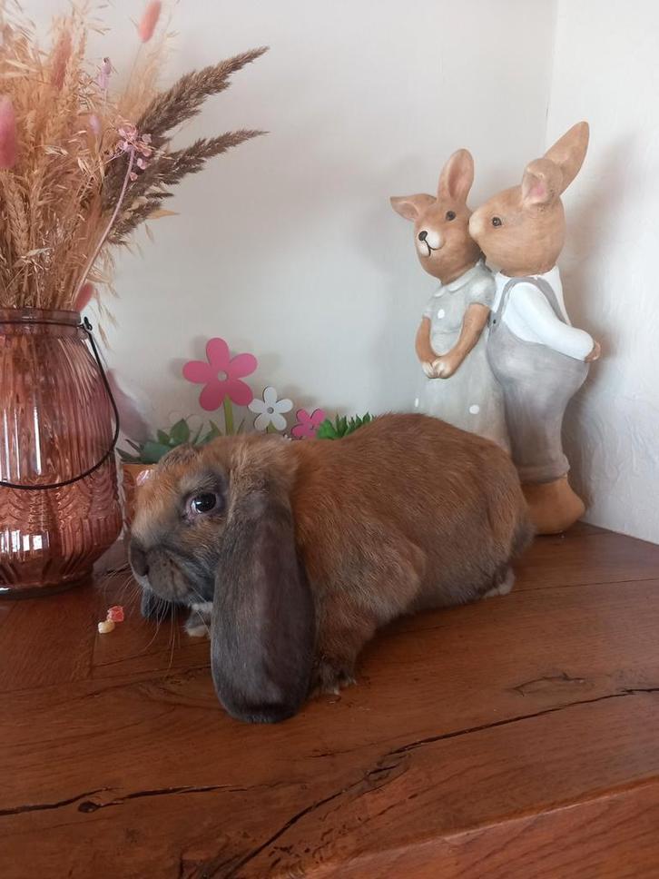 Franse hangoor ram, Dieren en Toebehoren, Konijnen, Groot, Mannelijk, 0 tot 2 jaar, Hangoor
