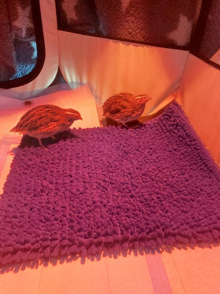 Twee kwartels, Animaux & Accessoires, Volatiles, Sexe inconnu, Autres espèces