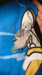 Jonge tamme grasparkiet te koop, Dieren en Toebehoren, Vogels | Parkieten en Papegaaien, Geslacht onbekend, Parkiet, Tam
