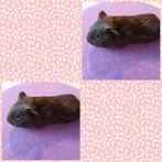 Chocolade gladhaar zeugje California drager., Dieren en Toebehoren, Cavia, Februari, Vrouwelijk, Tam