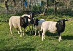 Dorper schapen, Dieren en Toebehoren, Meerdere dieren, Schaap, 0 tot 2 jaar