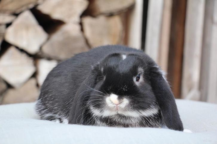 Super lieve nhd ram !, Dieren en Toebehoren, Konijnen, Klein, Mannelijk, 0 tot 2 jaar, Hangoor