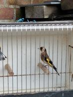 Kleine distelvinkman gezocht, Dieren en Toebehoren, Vogels | Overige Vogels