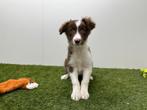 Chiots Border Collie, Hépatite contagieuse (maladie de Rubarth), Colley, Plusieurs, Belgique