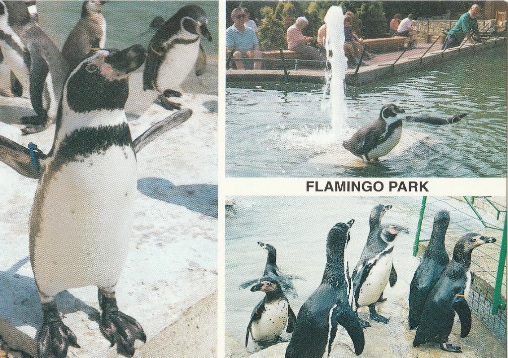 PINGUINS  in  FLAMINGO PARK ,  EILAND  WIGHT, Collections, Cartes postales | Animaux, Envoi, Non affranchie, Oiseaux
