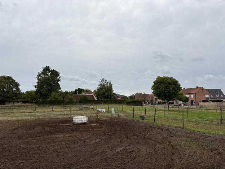 Plekje vrij voor paard of pony, Dieren en Toebehoren, Stalling en Weidegang, Stalling, Weidegang, 2 of 3 paarden of pony's