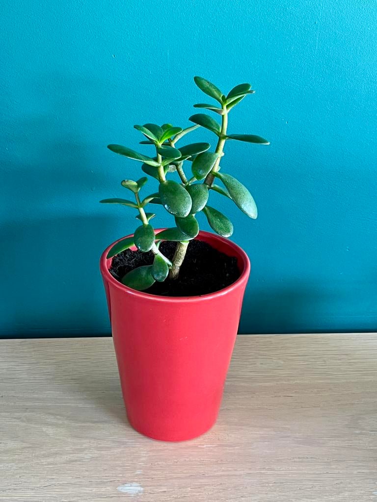 Jadeplant met sierpot, Maison & Meubles, Plantes d'intérieur, Plante succulente, En pot, Plein soleil, Enlèvement
