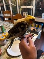 Handtamme valkparkiet