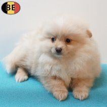 Kleine Keesjes (crème) Belgische pups te koop, Dieren en Toebehoren, Honden | Poolhonden, Keeshonden en Oertypen, Meerdere dieren