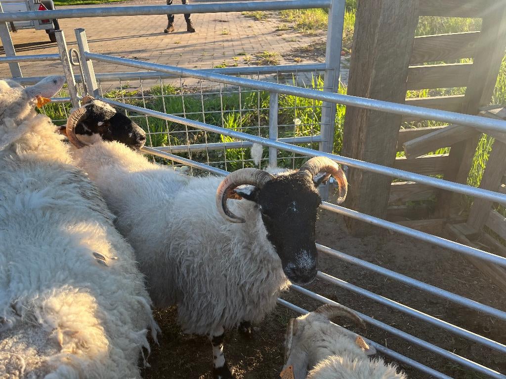 scottish blackface ooien, Dieren en Toebehoren, Vrouwelijk, Schaap, 0 tot 2 jaar