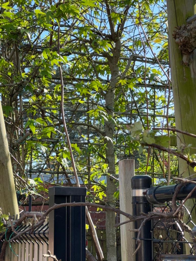 Bomen, Bloeit niet, Leiboom, 250 tot 400 cm, Ophalen